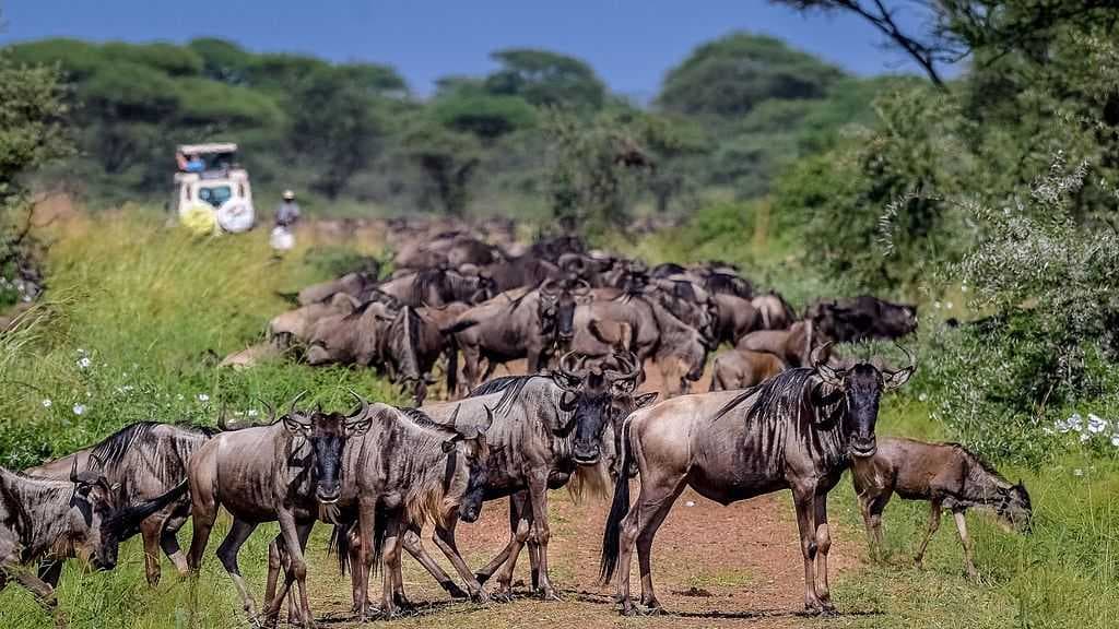 Wildebeest in the Western Corridor