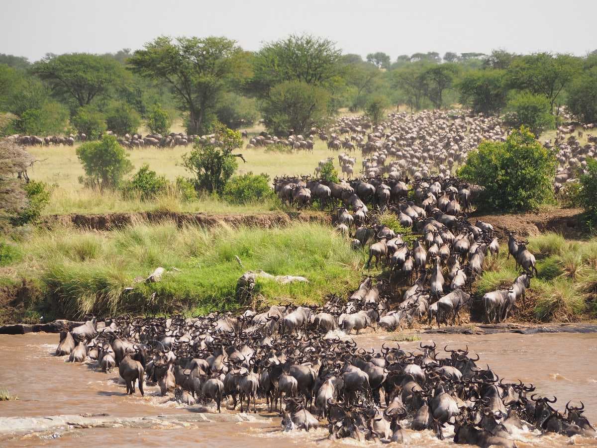 Serengeti
