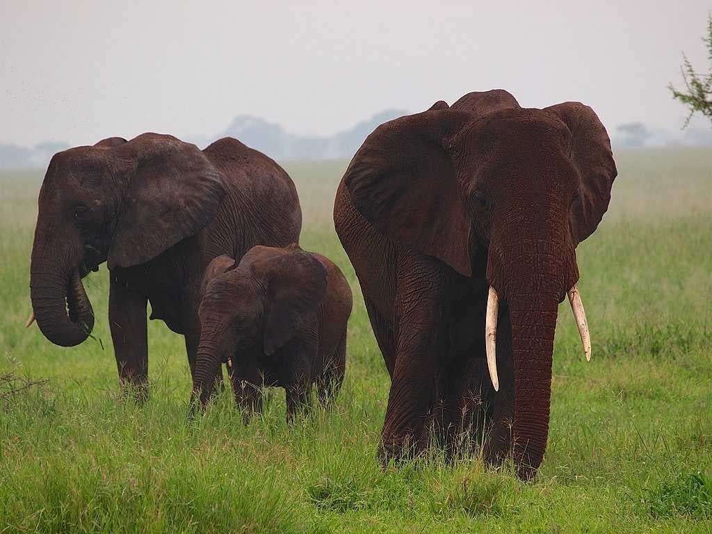 Tarangire National Park travel image
