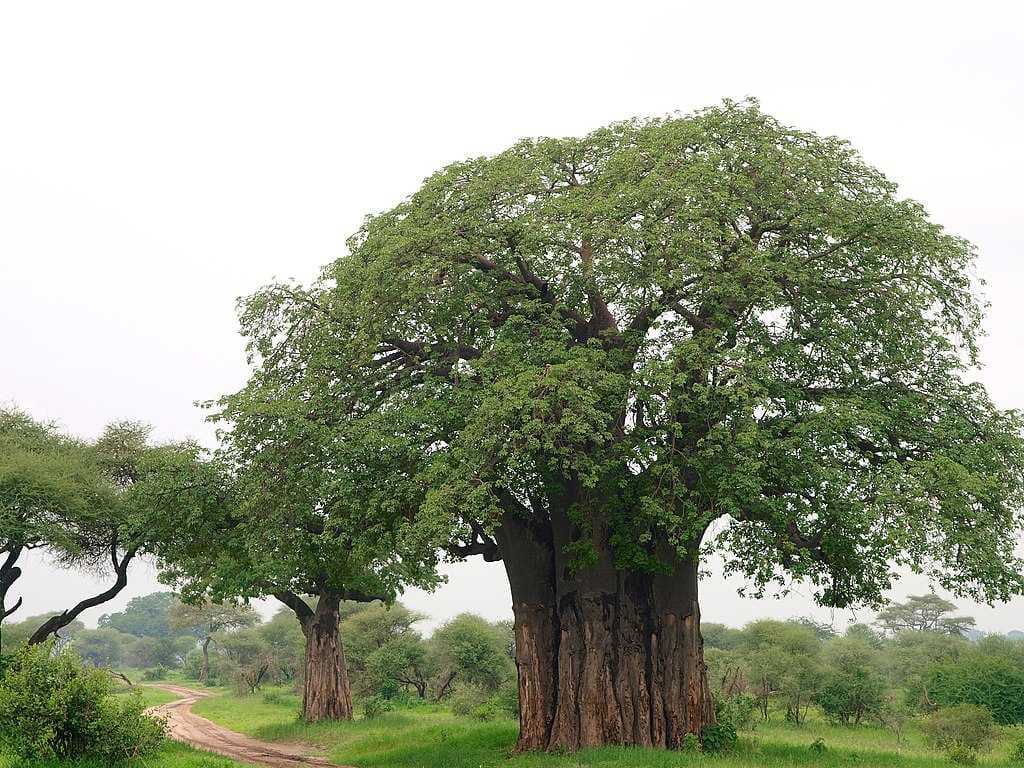 Tarangire National Park travel image