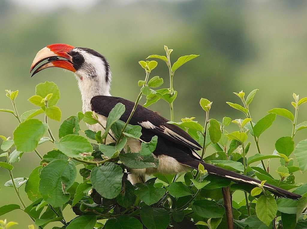 Tarangire National Park travel image