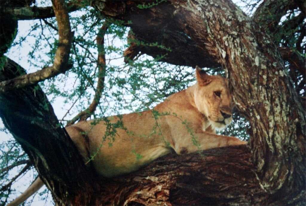 Tarangire National Park travel image