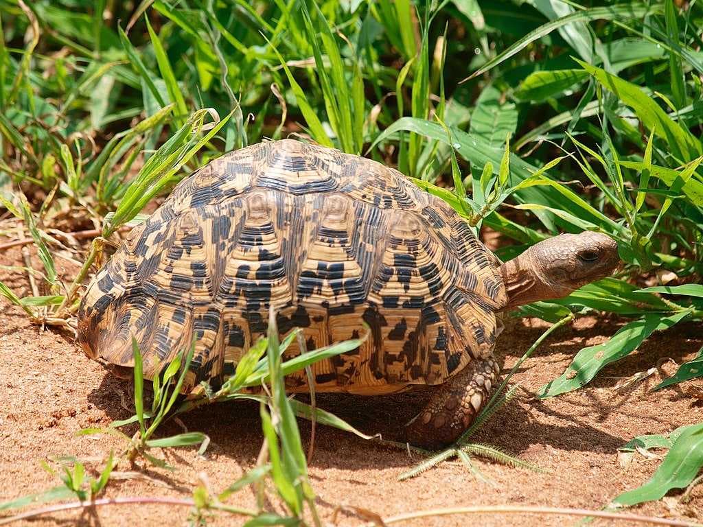 Tarangire National Park travel image
