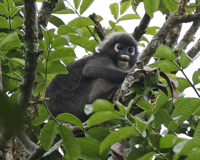 Dusky Leaf Monkey in Ang Thong Marine NP