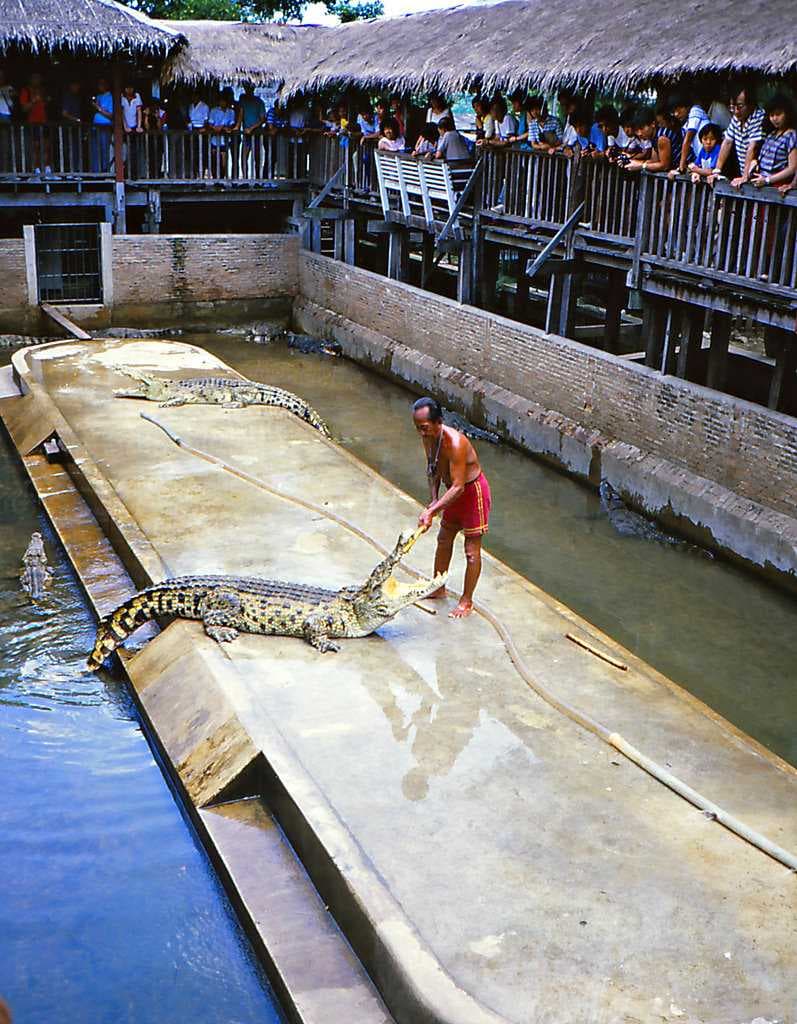 Crocodile Farm and Zoo, Samut Prakan travel image