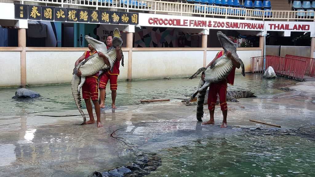 Crocodile Farm and Zoo, Samut Prakan travel image