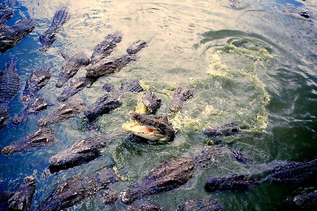Crocodile Farm and Zoo, Samut Prakan travel image