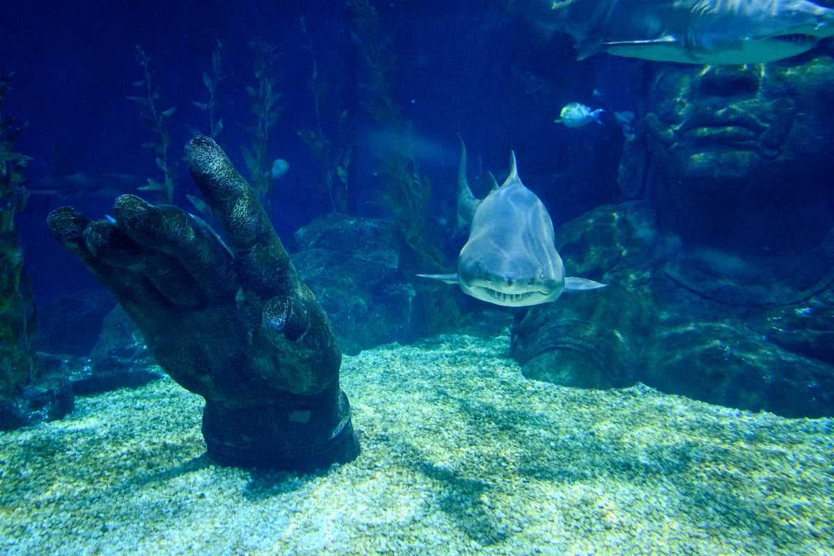 Sea Life Bangkok