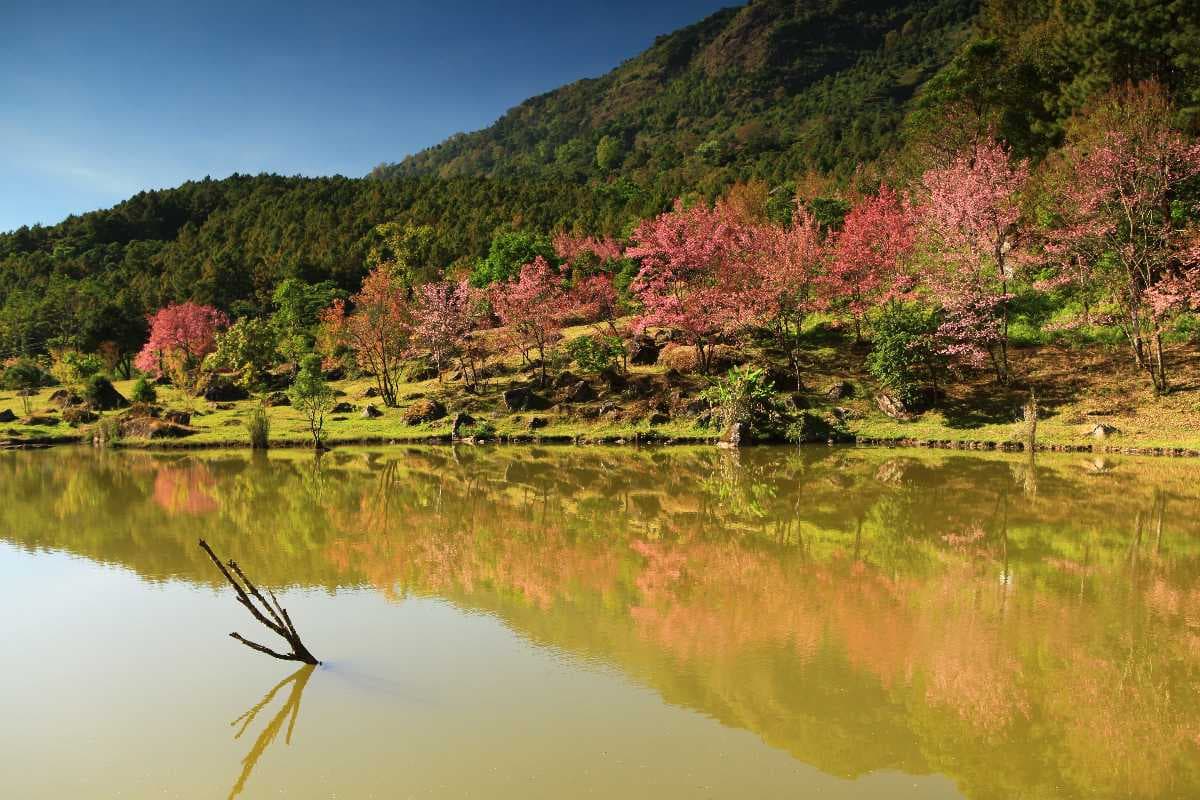 Doi Inthanon National Park travel image