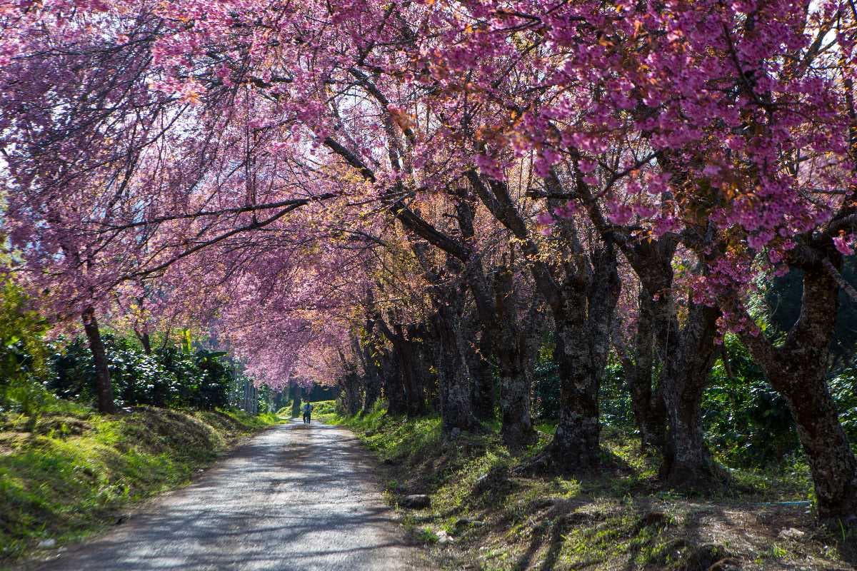 Blossom of Siamese Sakura Flowers at Doi Inthanon National Park