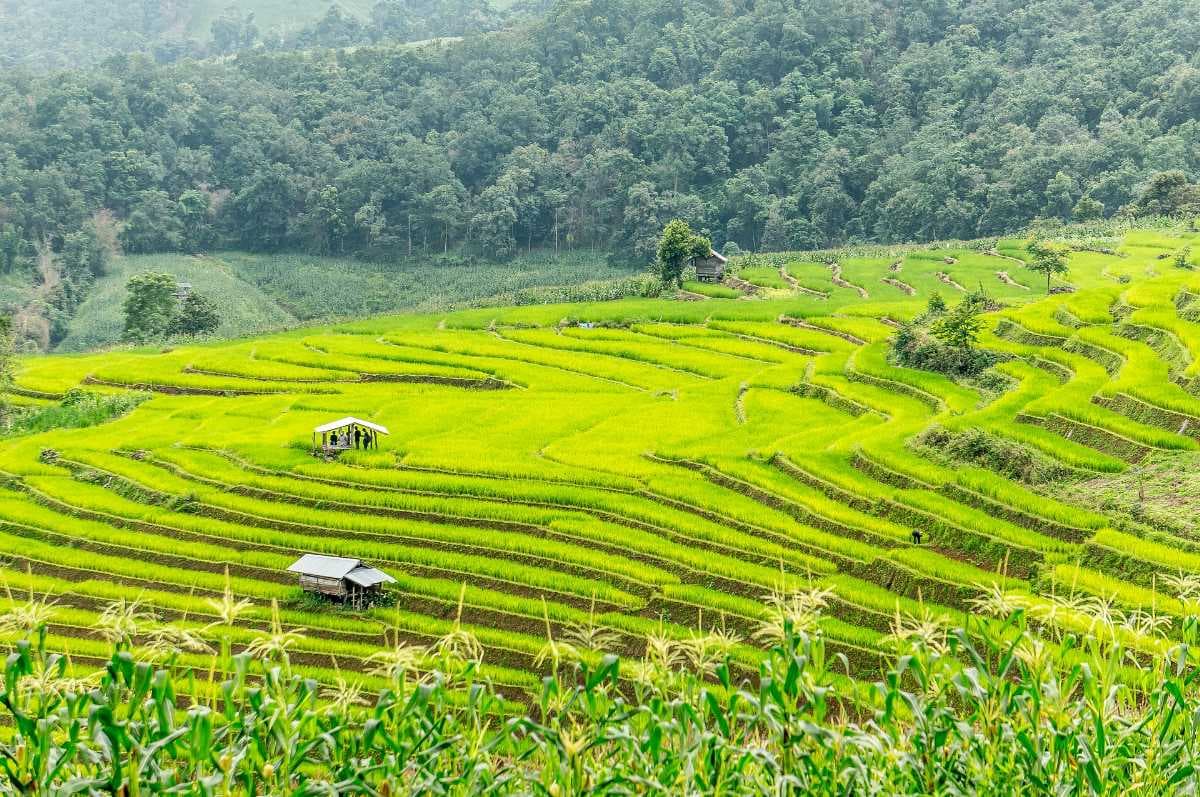 Green Terraced Rice Fields in Hang Dong