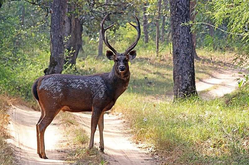 Khao Laem NP Houses Wide Range of Wild Life Species