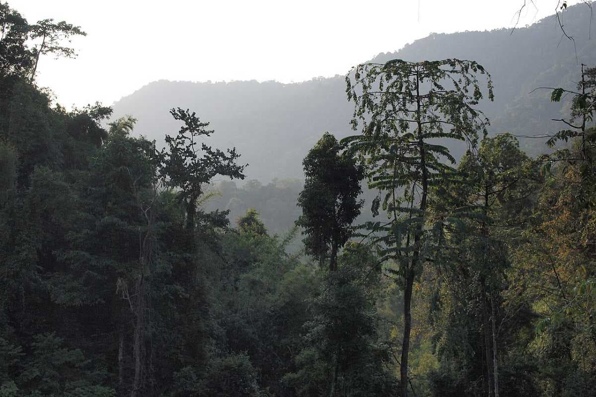 Khao Sok - Ever Green Rain Forest in the World