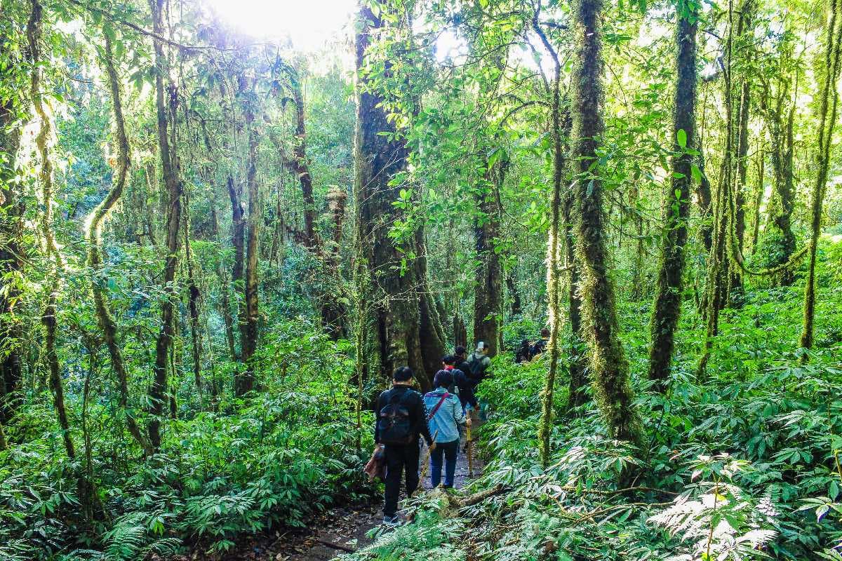 Trekking - Popular Activity in Khao Sok NP