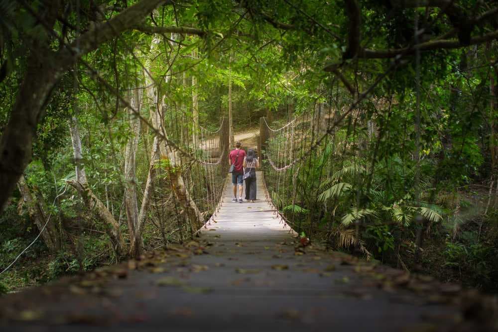 Wooden Bridge at Khao Yai National Park, Nakhon Ratchasima
