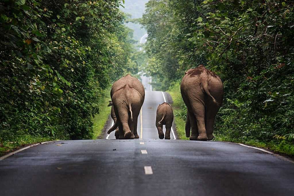 Wildlife travel image
