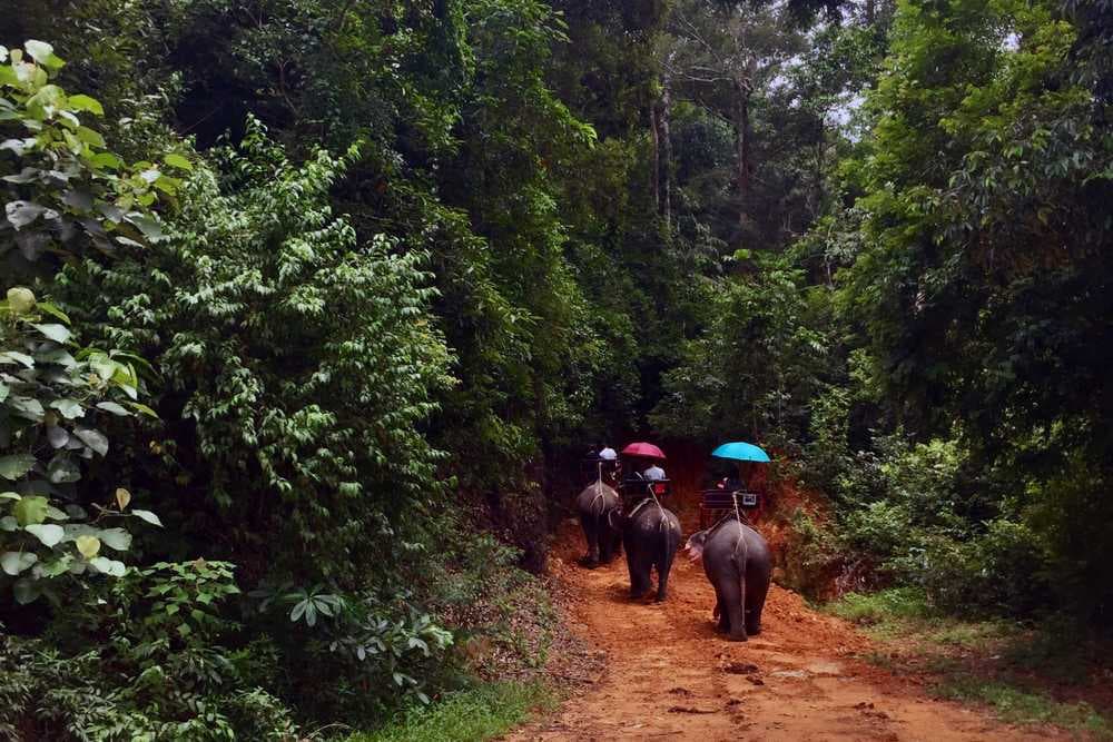 Thrilling Elephant Trekking in Koh Chang