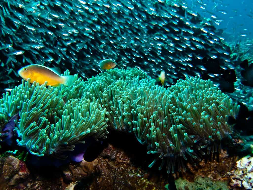 Diving in Koh Lipe