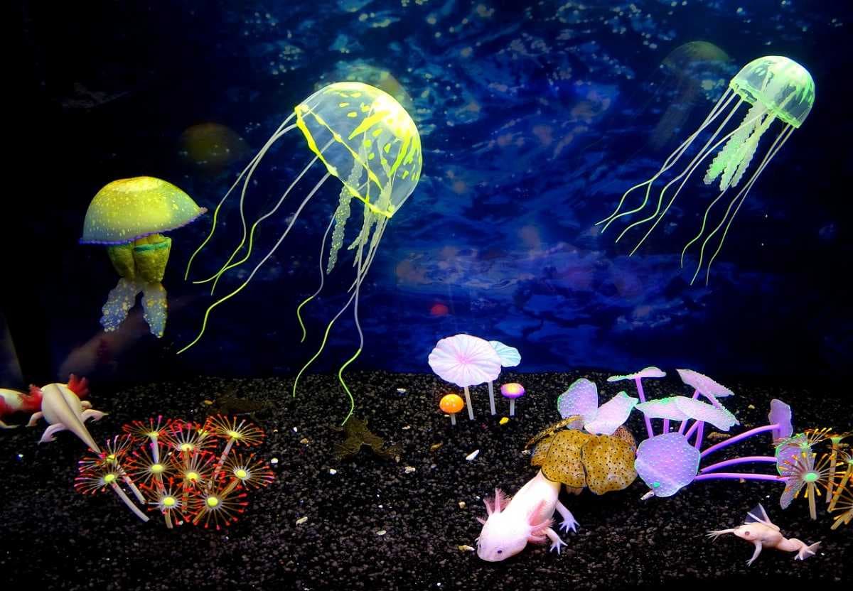 Splendid Marine Life View at Koh Poda