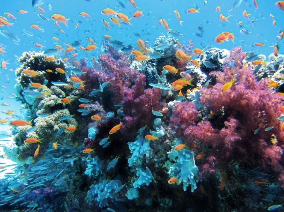 Exotic Fishes in Koh Poda Island