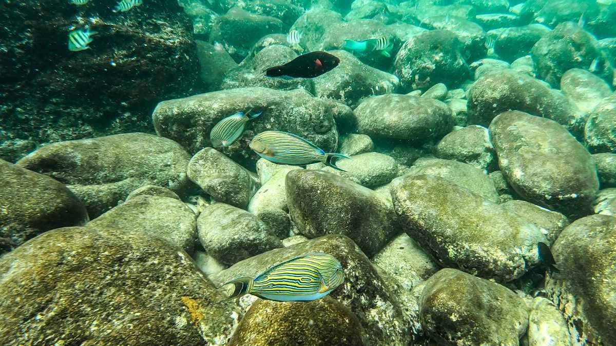 Marine Life in Koh Rok