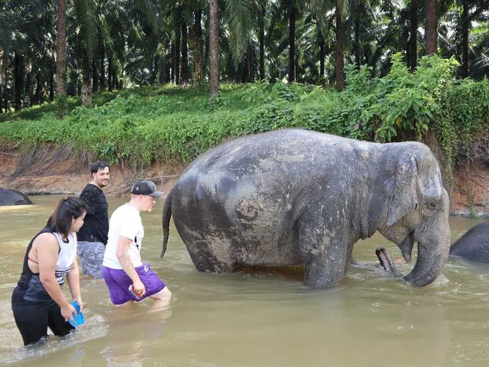 Krabi Elephant Sanctuary - Must Visit Place for Animal Lovers