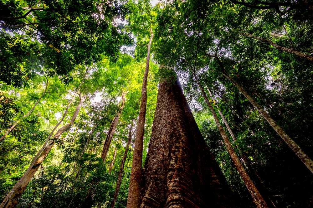 Taksin Maharat National Park - Home to Largest Tree in Thailand