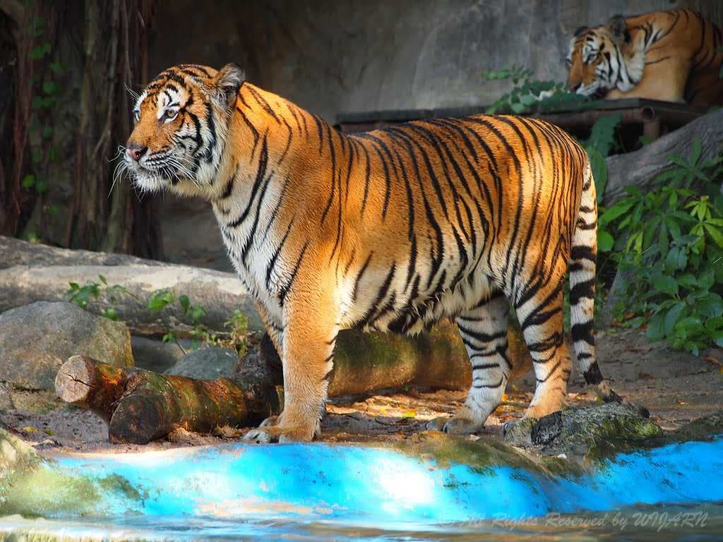 Khao Kheow Open Zoo travel image