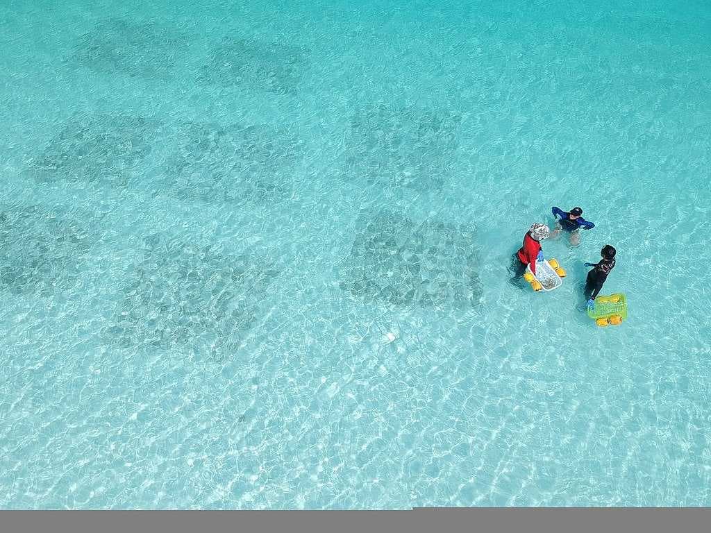 Coral propagation in progress at Maya bay