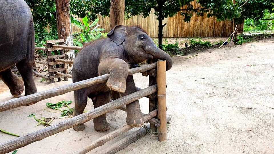 Green Elephant Sanctuary Park