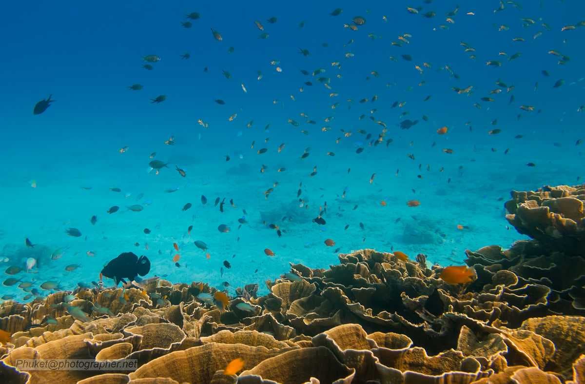 Marine Life of Coral Island, Phuket