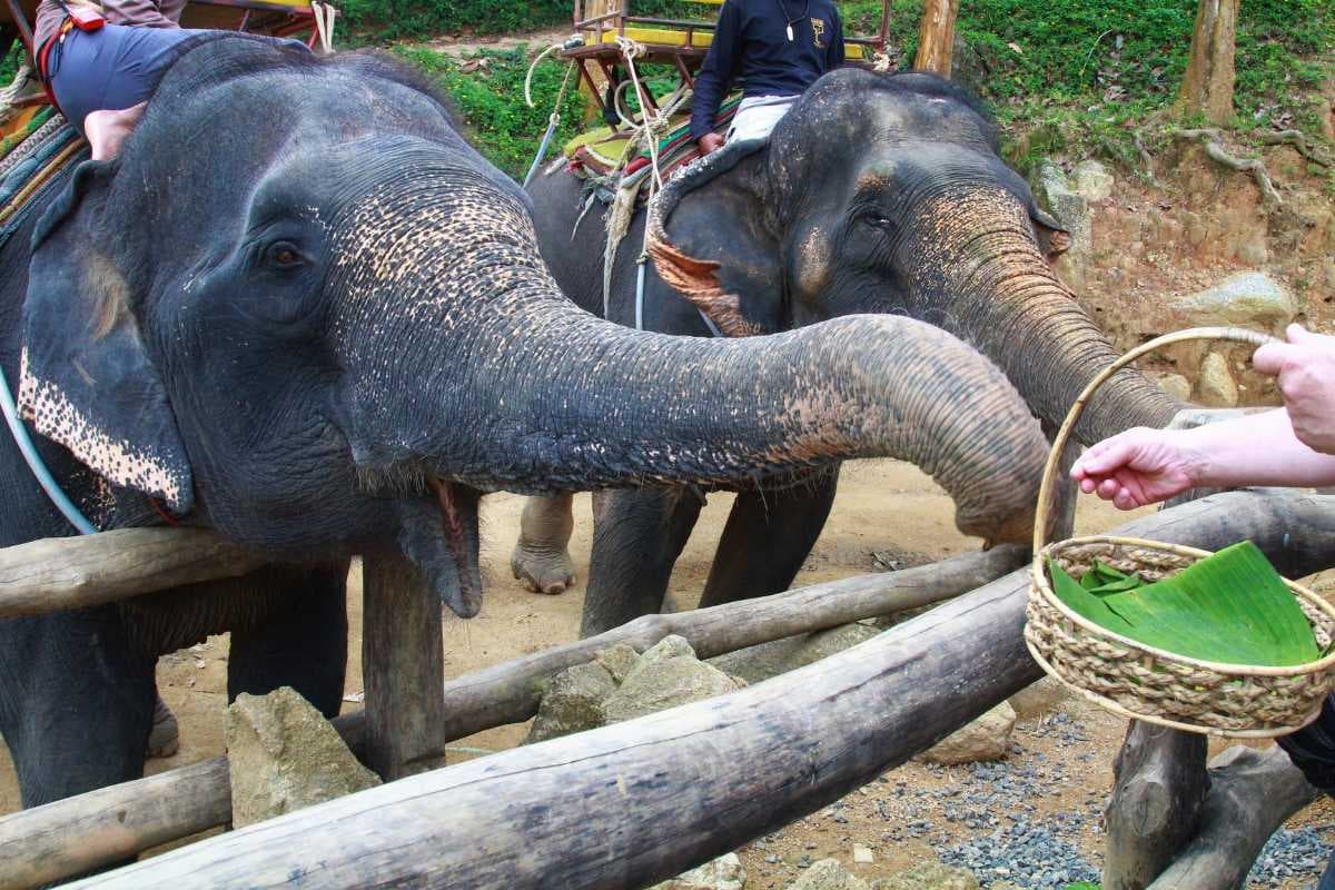 Kokchang Elephant Safari