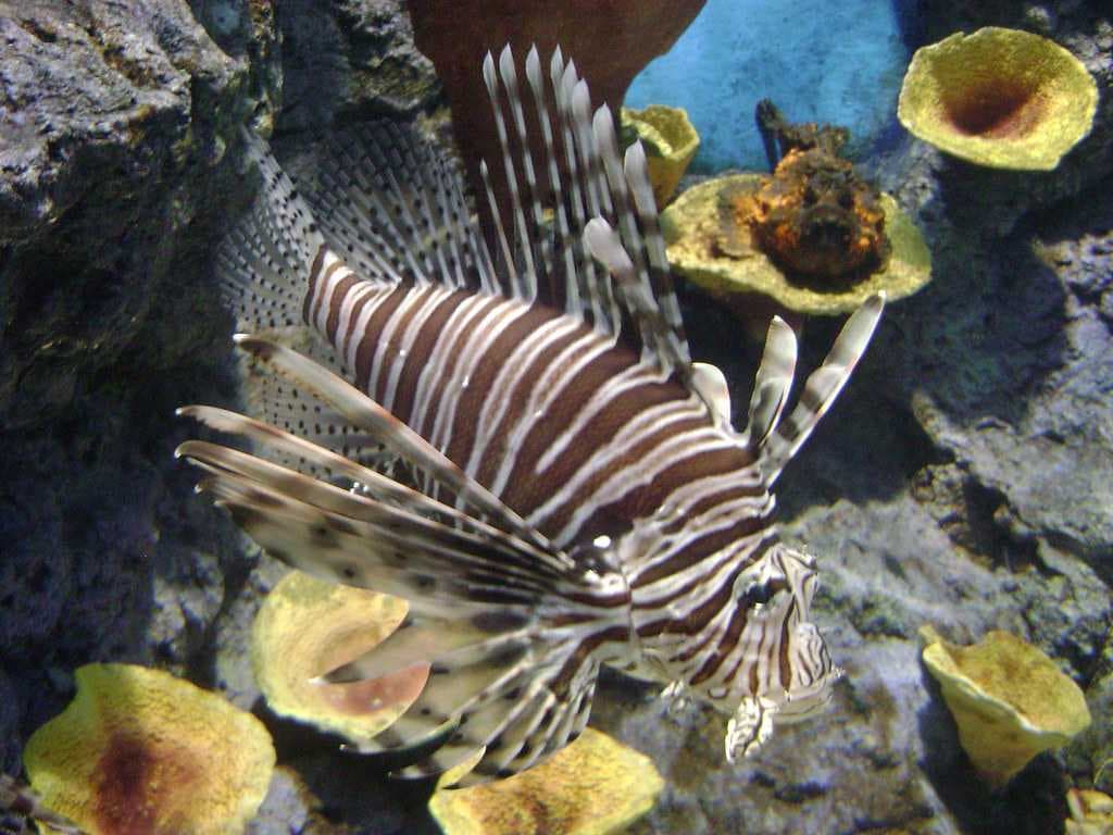 Lionfish, Phuket Aquarium