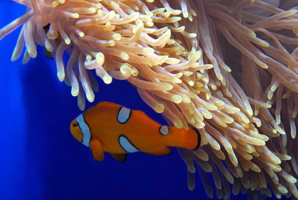 Clownfish, Phuket Aquarium