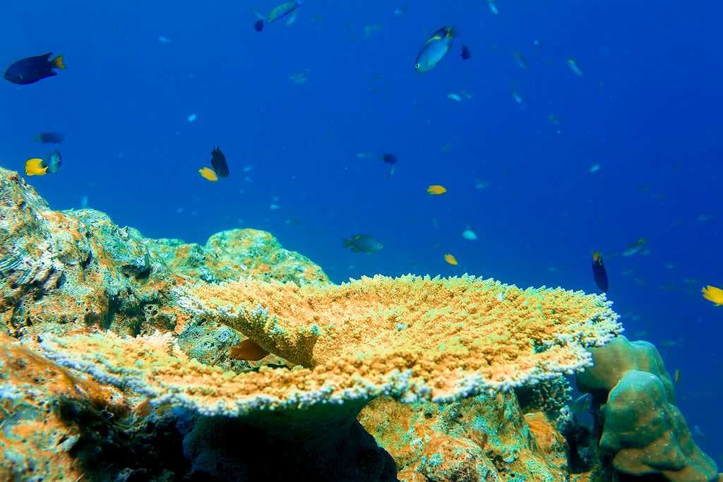 Coral Reefs in Similan Islands, Khao Lak