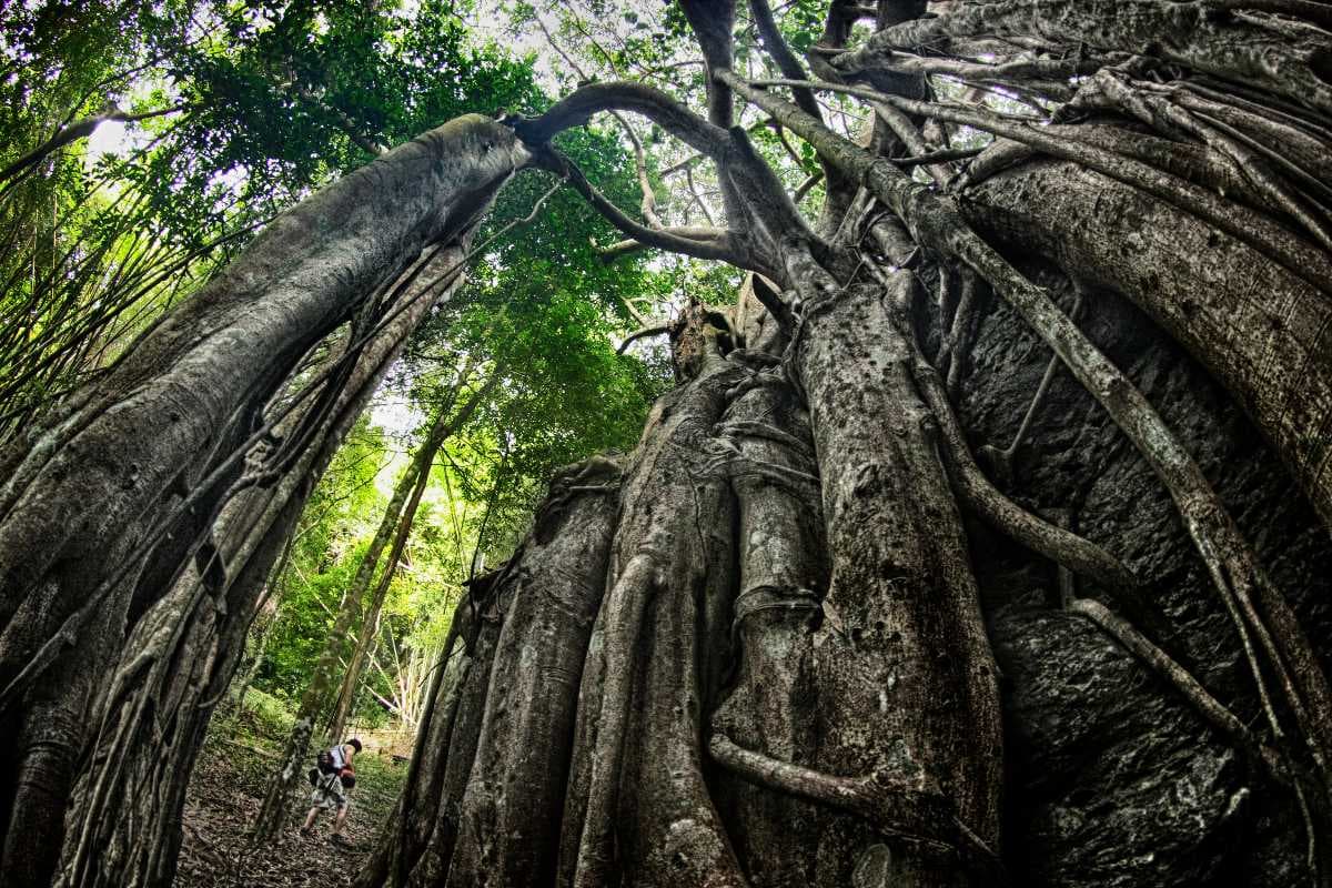 Tall trees at Ramkhamhaeng national park.