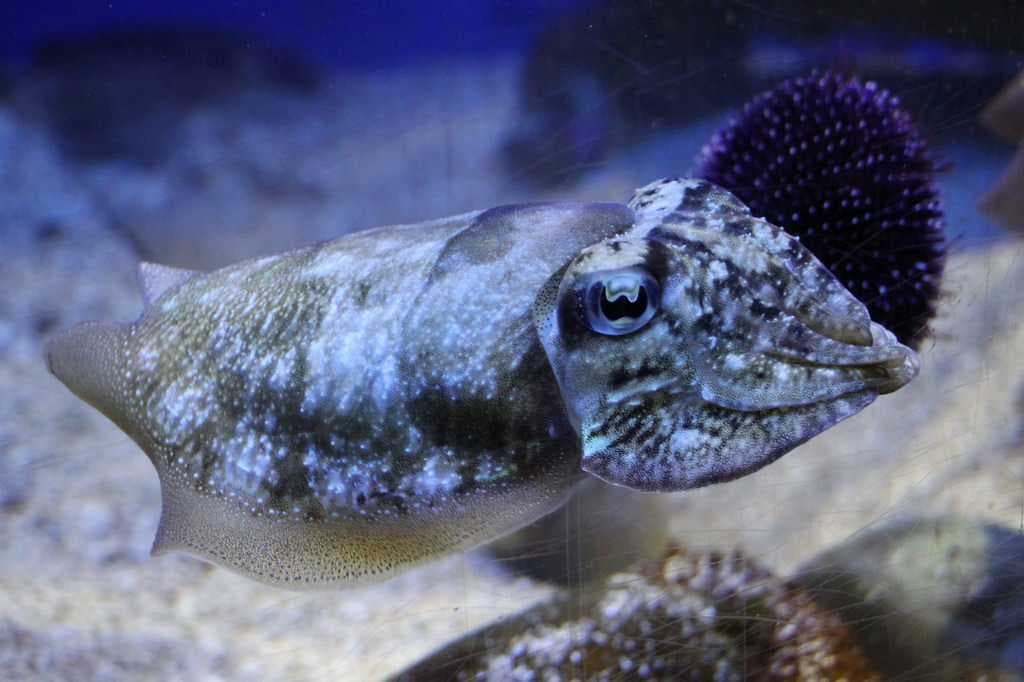 Rock Fish Museum
