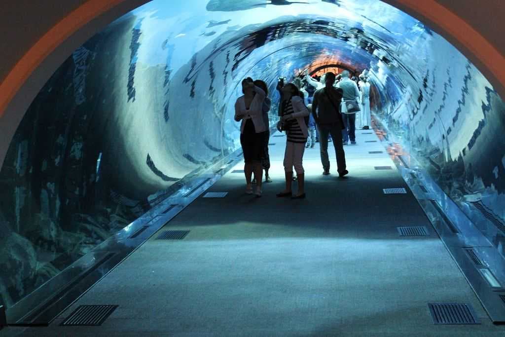 Tunnel of Dubai Aquarium & Underwater Zoo