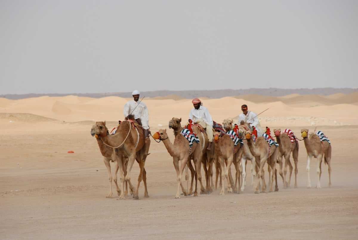 Al Dafra Camel Festival - Grandly Celebrated in Madinat Zayed
