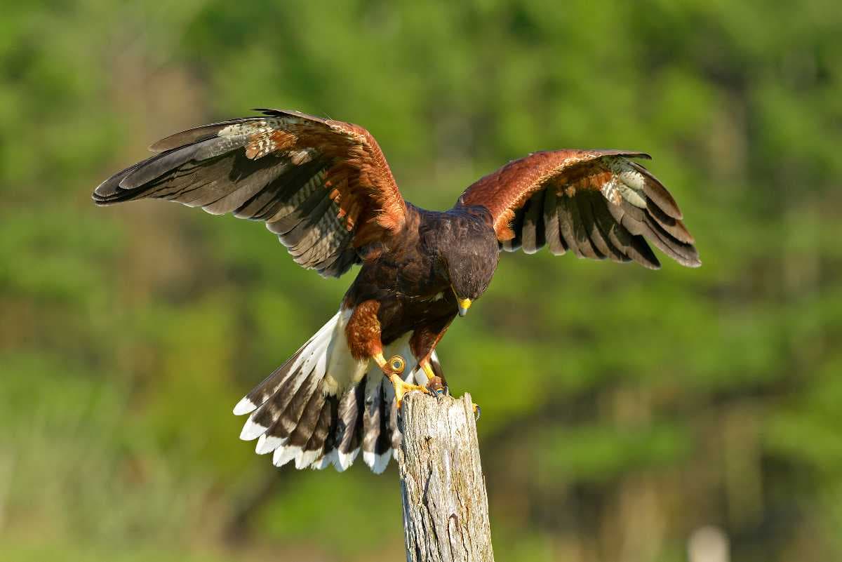 Birds of Prey Centre, Kalba, Sharjah
