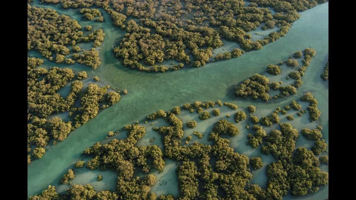 Al Qurm nature Reserve, Kalba