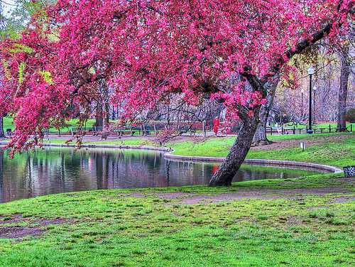 Boston travel image