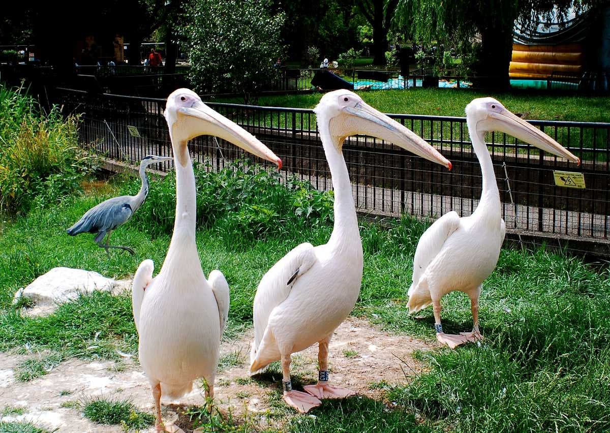London Zoo exhibits