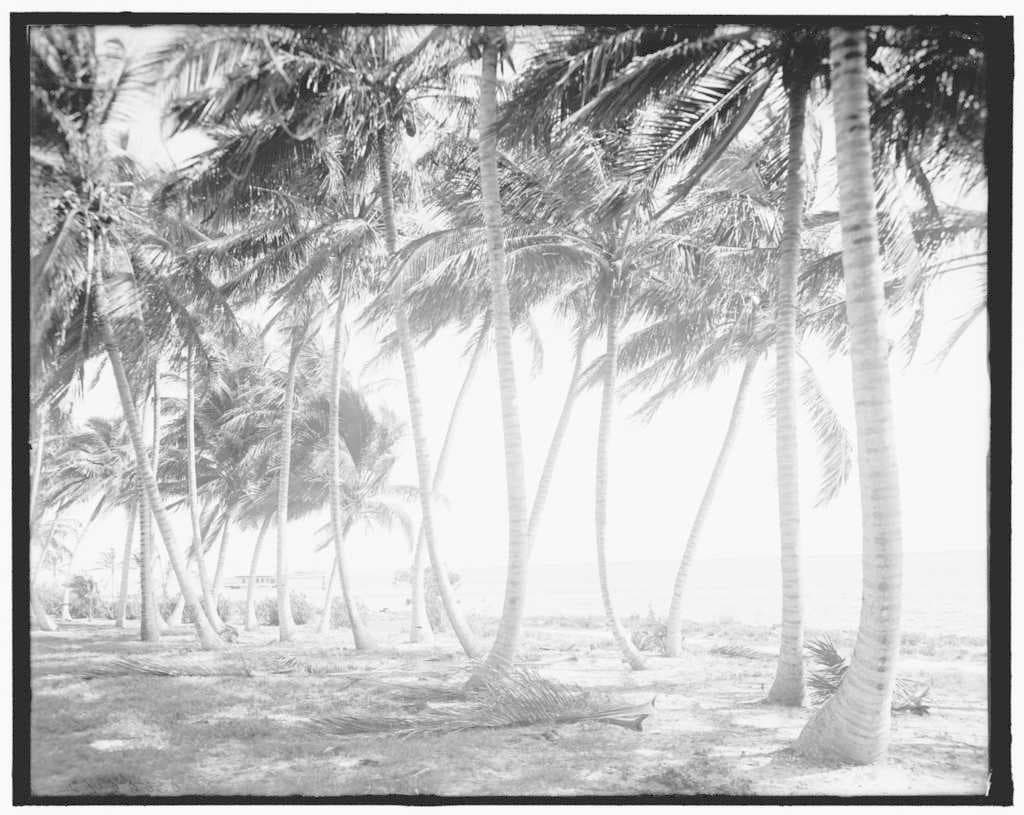 Biscayne Bay in the early 1900s, visible through coconut trees