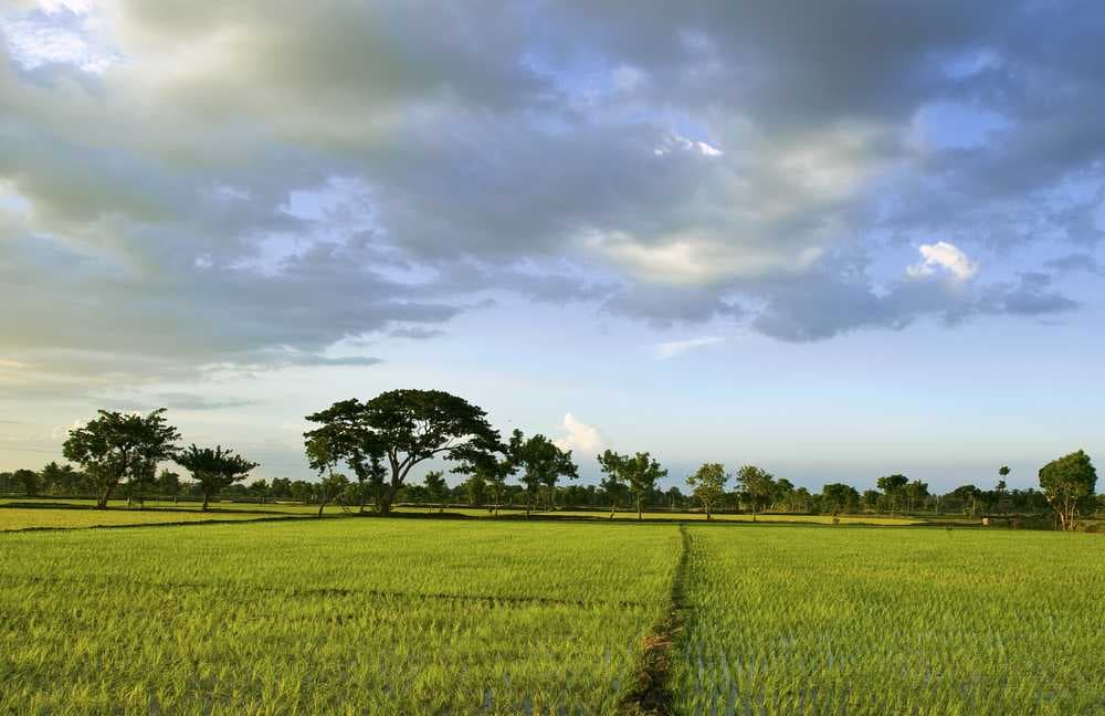 Scenic View of Agricultural Land in Pakkanadu Near Salem