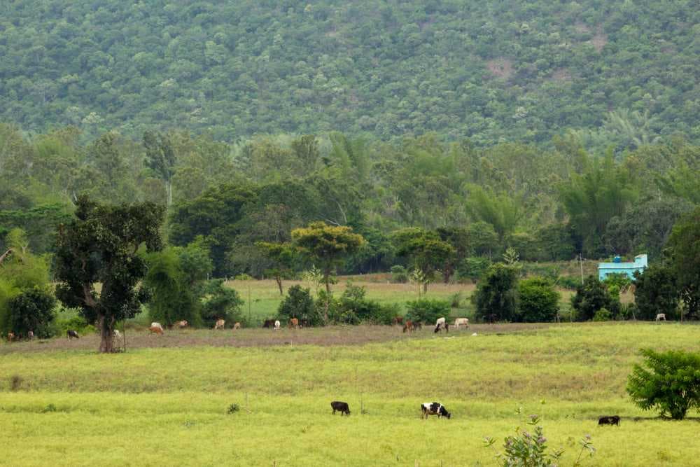 Farm Land Meadows in Erode Near Salem