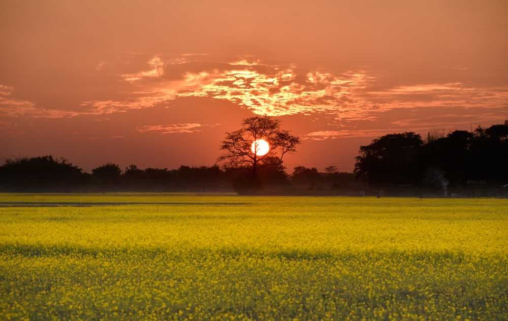 Magnificent Sunset at Agricultural Field in Karur Near Salem