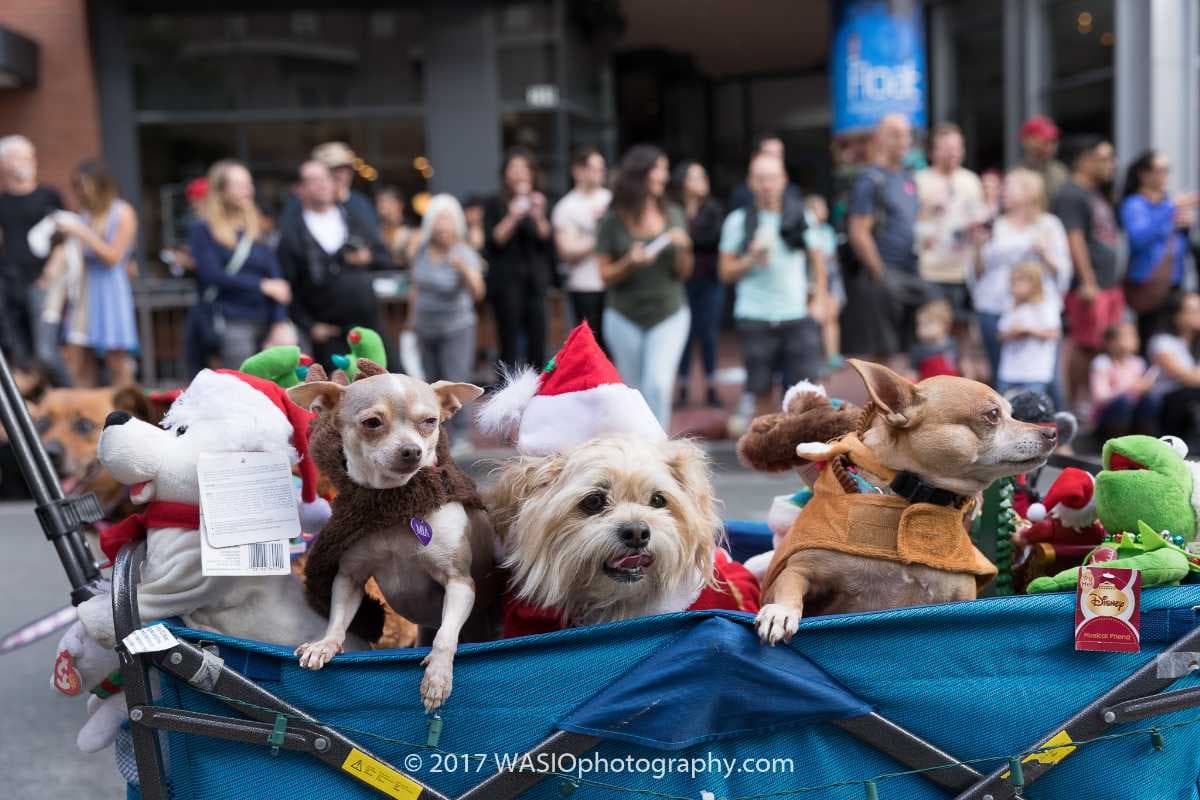 Dogs in costume at the Gaslamp Pet Parade