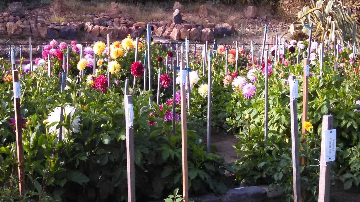 Dahlia's in full bloom at the Dahlia Garden, Golden Gate Park, San Francisco
