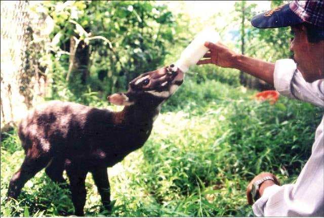 Bach Ma National Park - First Saola Breeding Centre